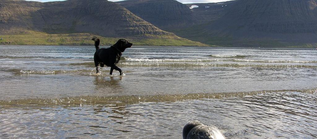 Dog Friendly Iceland