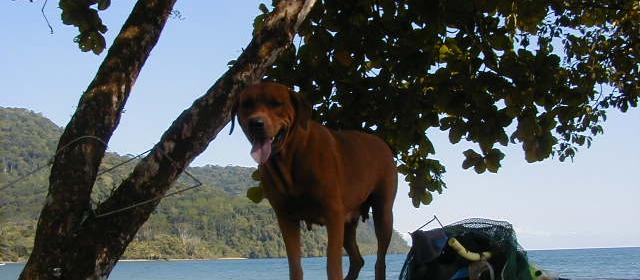 Dog Friendly Tamarindo, CR