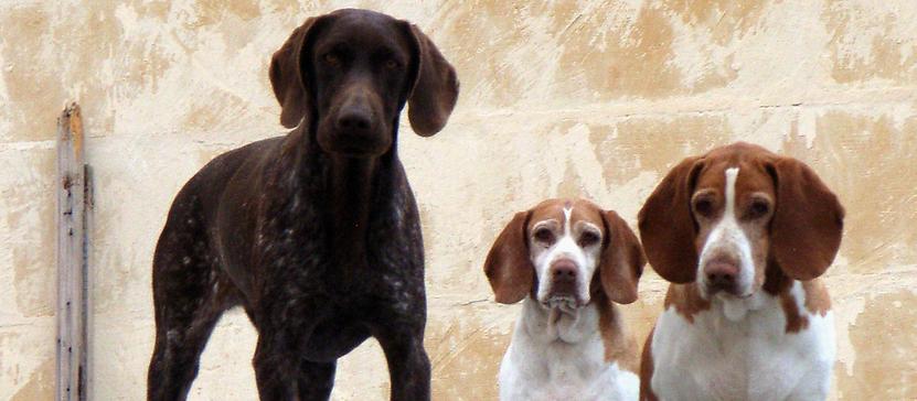Dog Friendly Malta