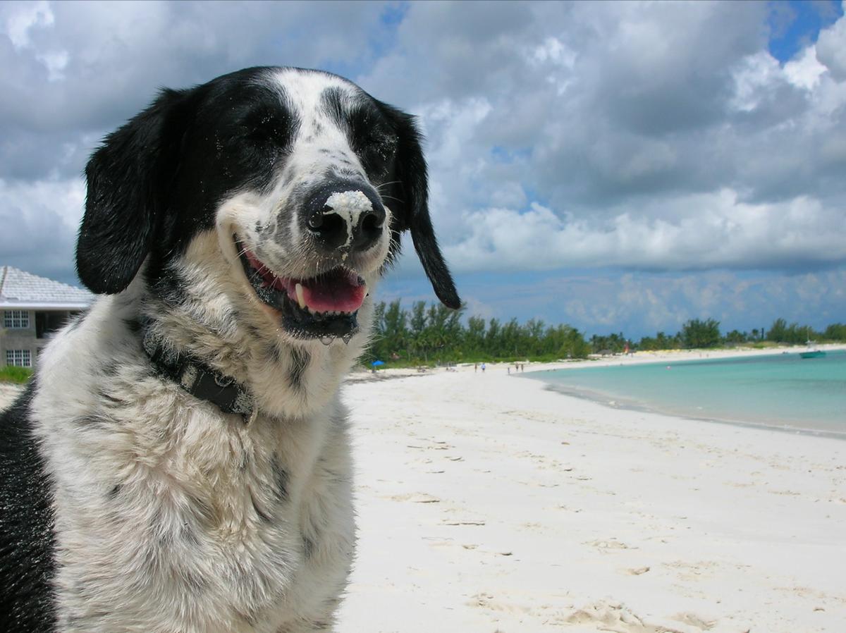 bahamas travel with dog
