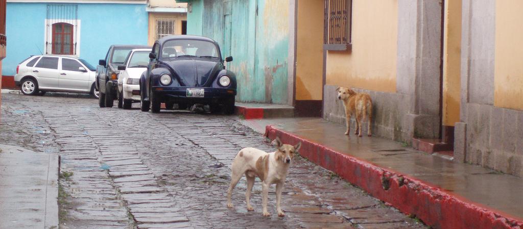 Dog Friendly Guatemala