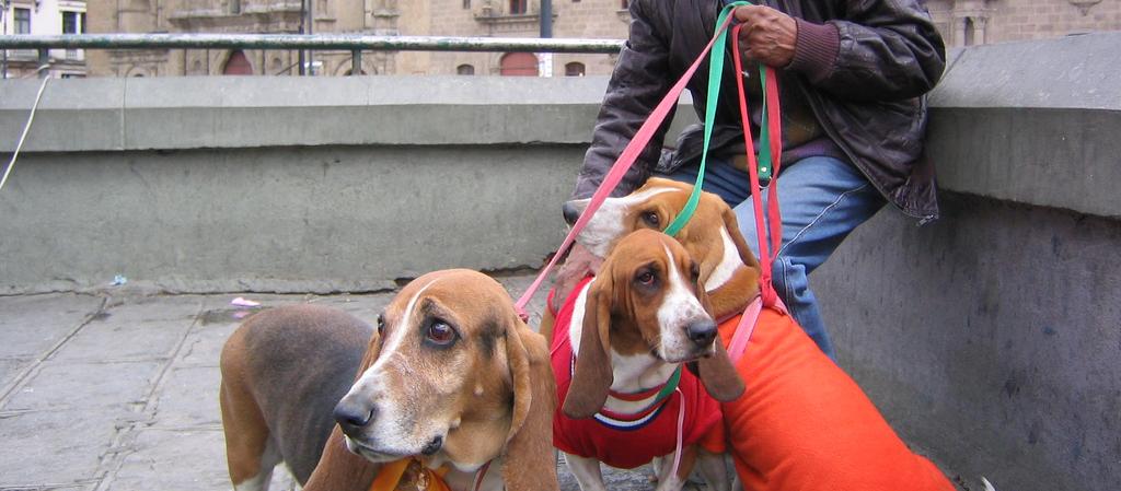 Dog Friendly Bolivia