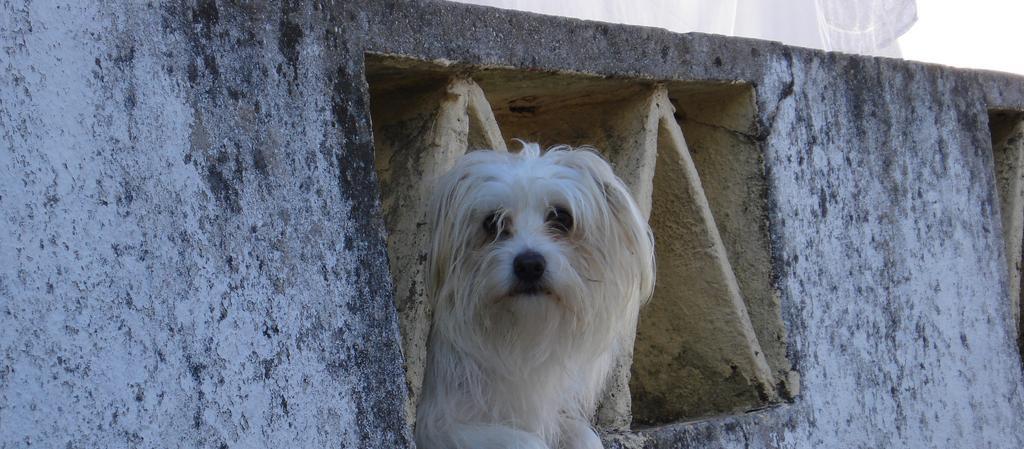 Dog Friendly Portugal