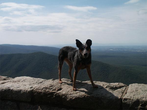 are dogs allowed in great smoky mountains park