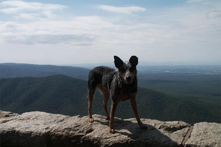 Pet Friendly Great Smoky Mountains National Park