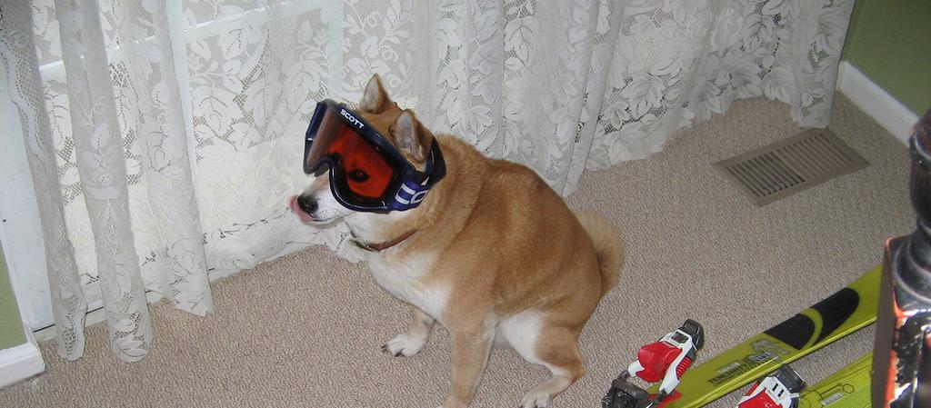 Dog Friendly Winter Park, CO