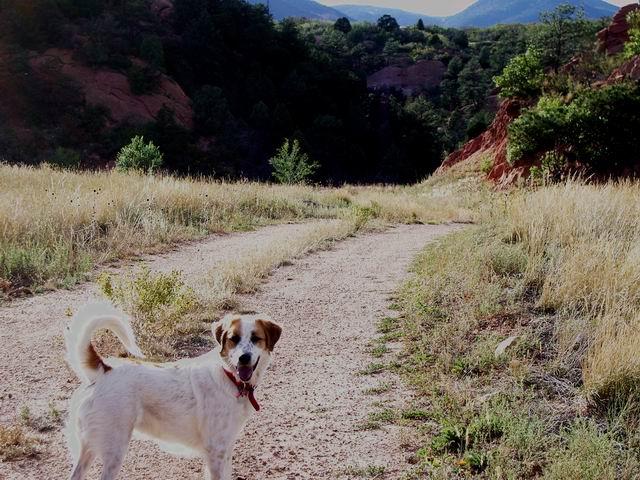 Pet Friendly The Colorado Trail