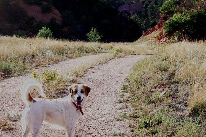 Pet Friendly The Colorado Trail