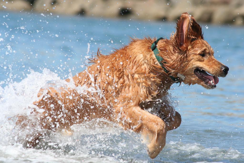 The 11 Most Dog-Friendly Beaches in the U.S.