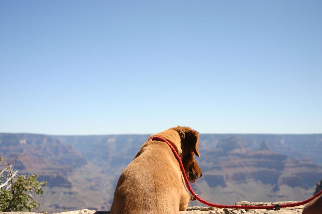 are dogs allowed grand canyon national park