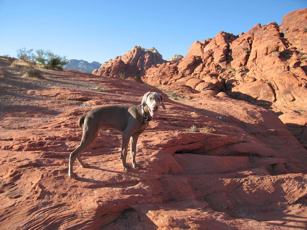 Pet Friendly Red Rock Canyon National Conservation Area