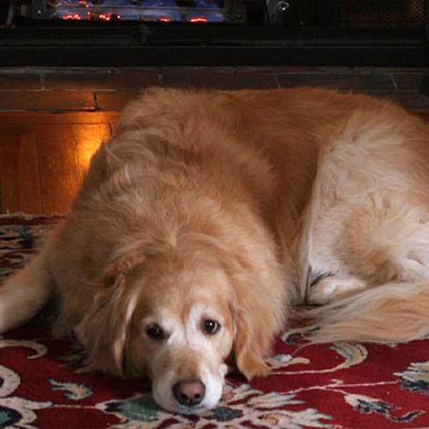 Lenox Ma Dog Friendly Lodging Lenox Ma Dog Friendly Lodging
