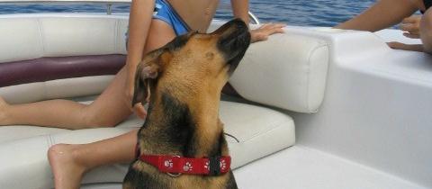 Dog Friendly Cape San Blas, FL