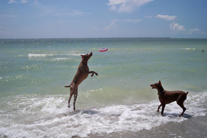Dog Friendly Activities in St. Petersburg, FL - BringFido