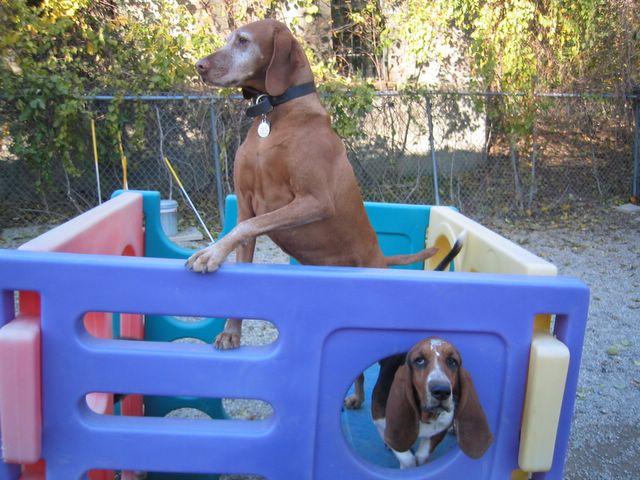 Directory of Doggie Daycare Boarding in Reading MA BringFido