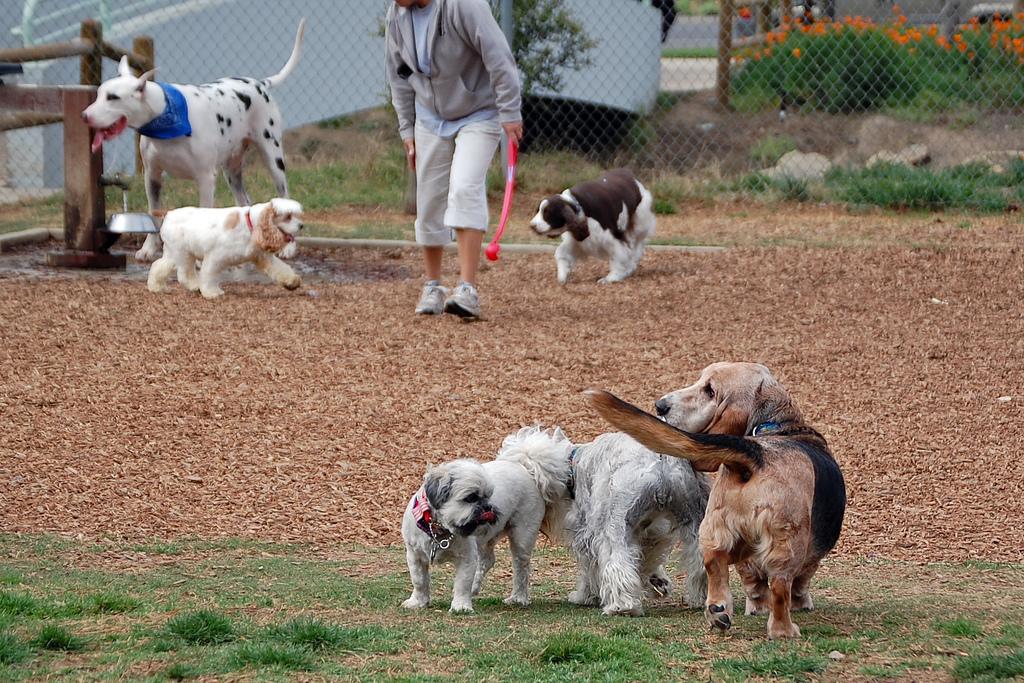 Laguna Beach Dog Park