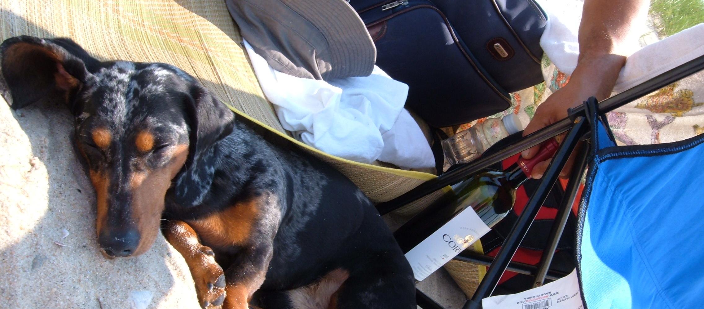 Dog Friendly Montauk, NY