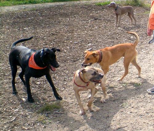 Quarry Run Dog Park