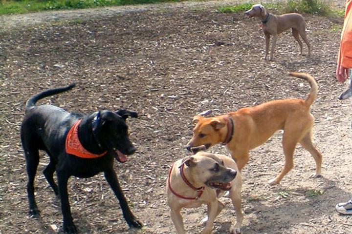 Pet Friendly Quarry Run Dog Park