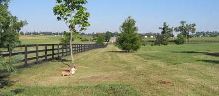 6 acres of trees and grass allow plenty of room to roam. 6 acres of trees and grass allow plenty of room to roam.