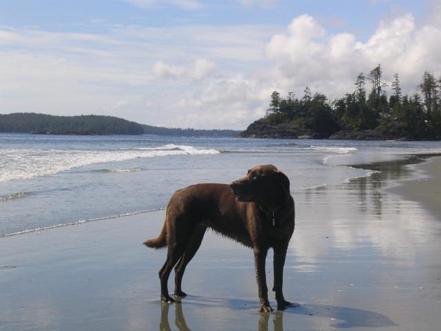 Dog Friendly Activities in Tofino BC BringFido