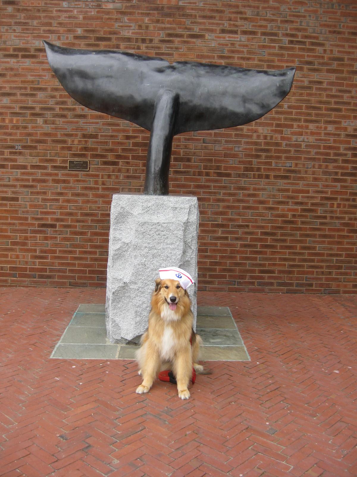 Dog Friendly Activities In New Bedford Ma Bringfido