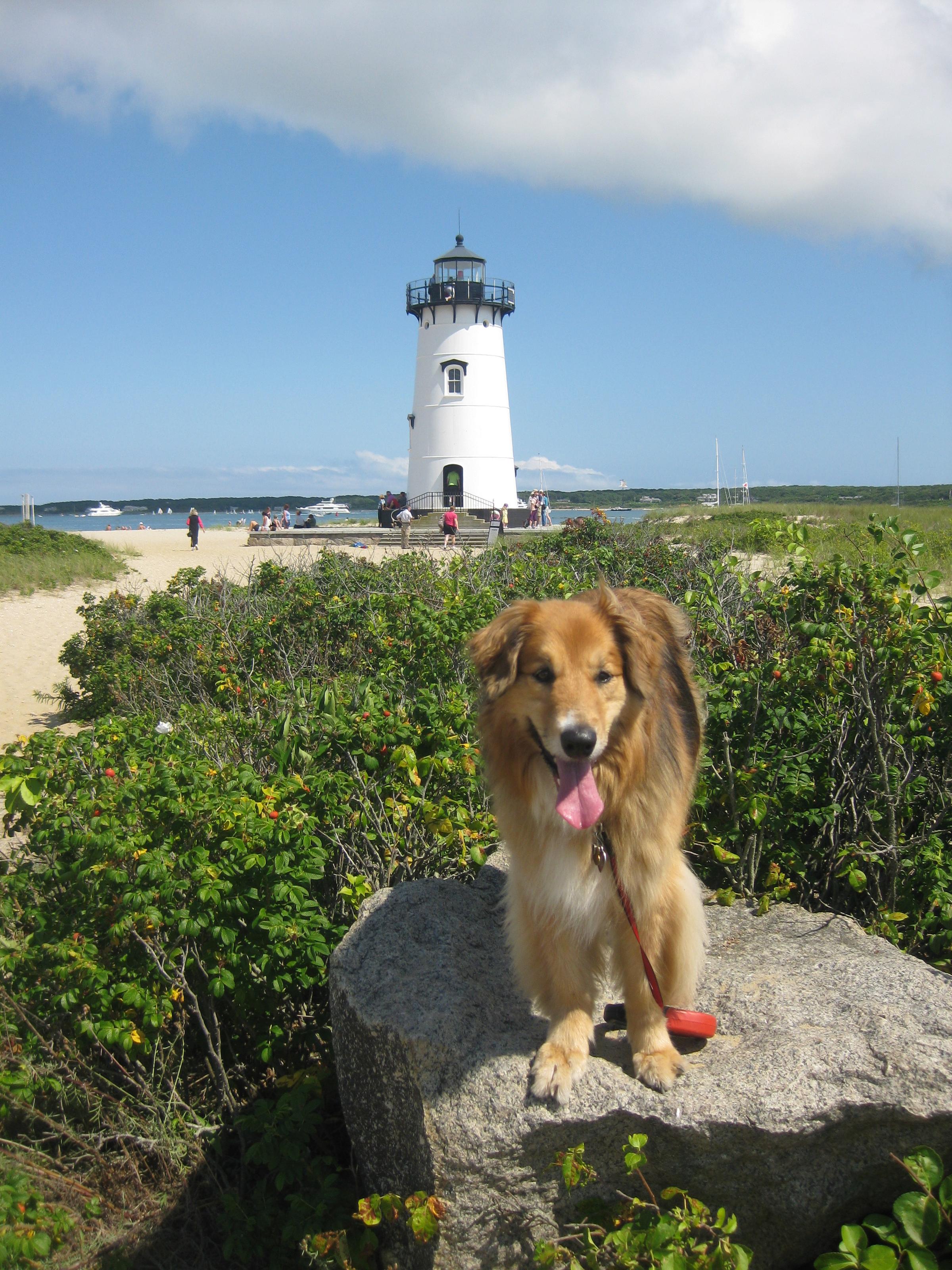 Dog Friendly Activities In Edgartown Ma Bringfido
