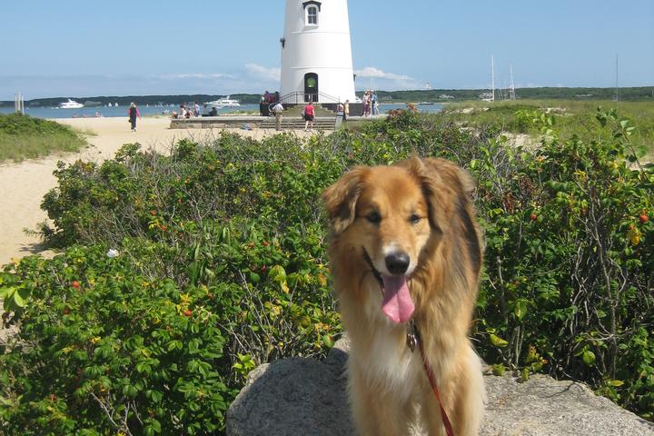 Pet Friendly Edgartown Lighthouse