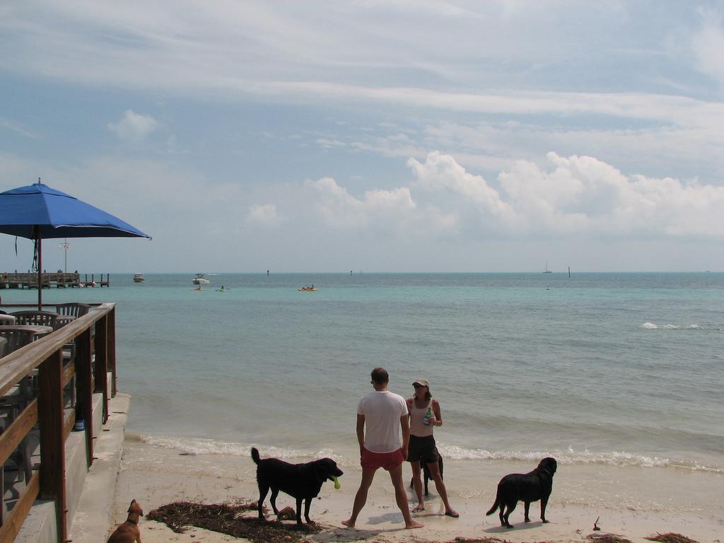 Pet Friendly Key West Dog Beach