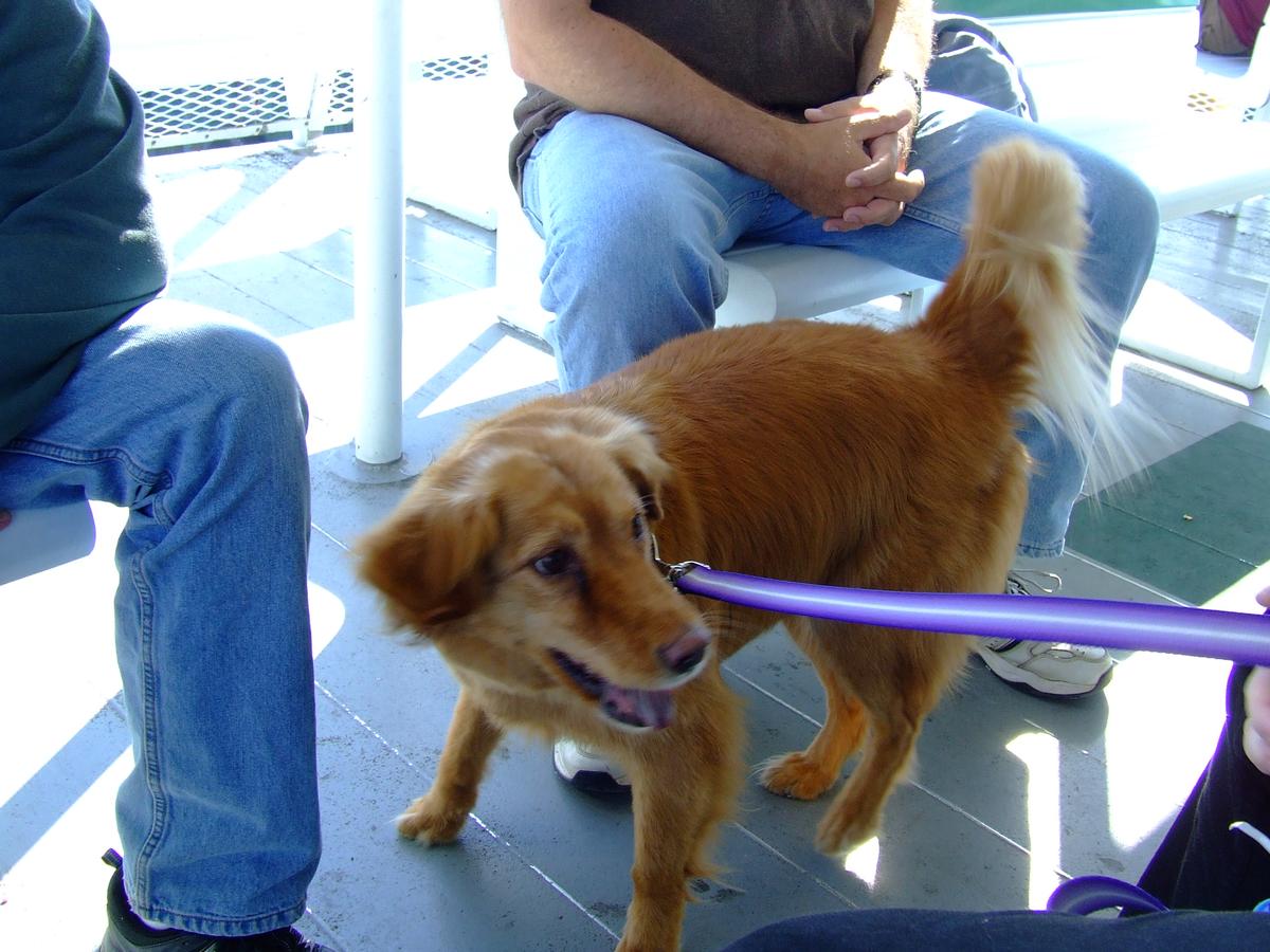 Dog Friendly Mackinac Island Mi Bringfido