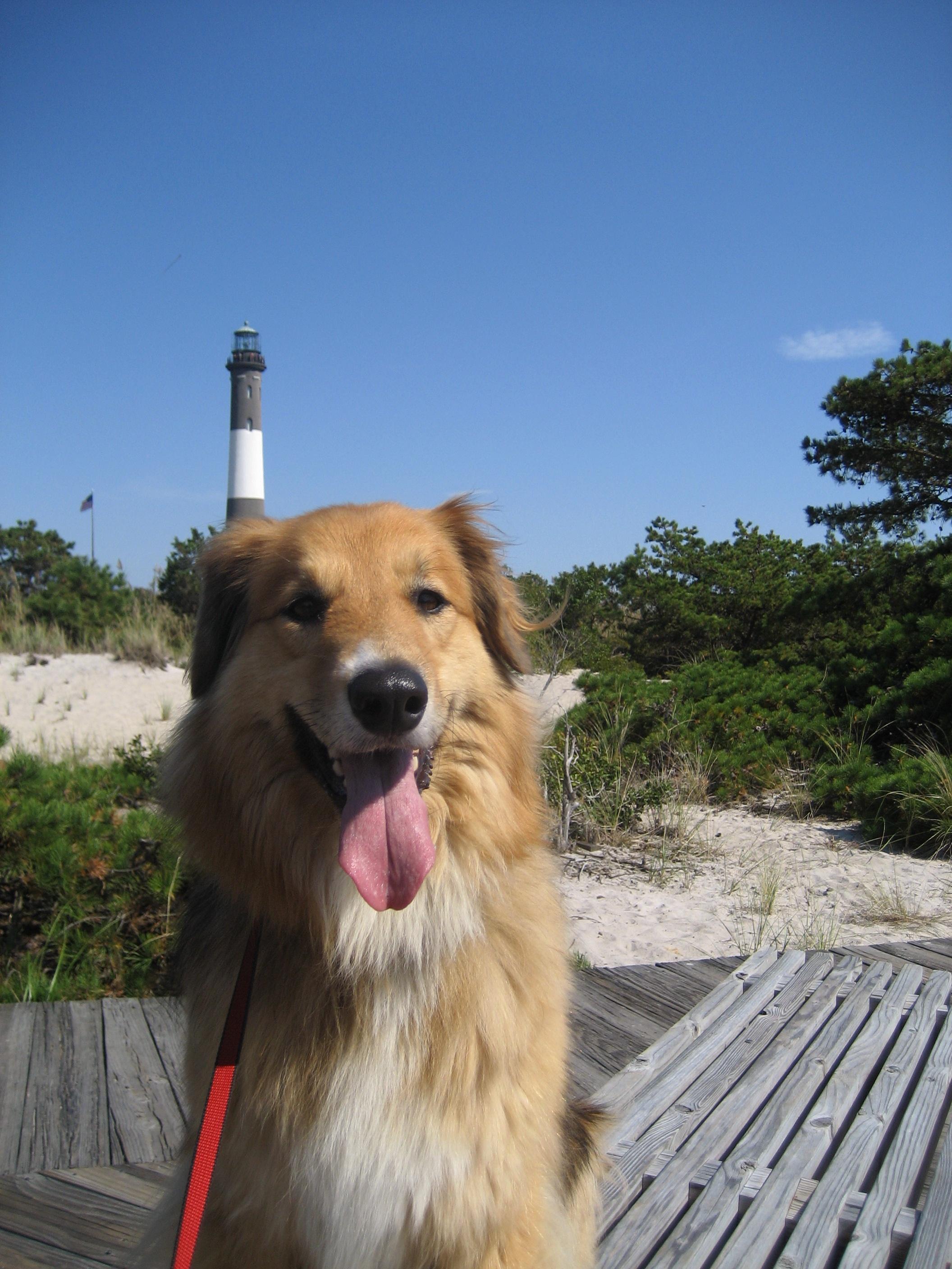 Pet Friendly Fire Island Lighthouse