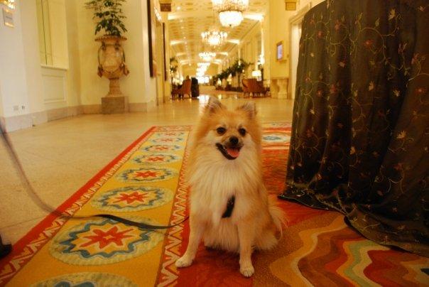 paw at the beautiful Renaissance Mayflower Hotel ;)