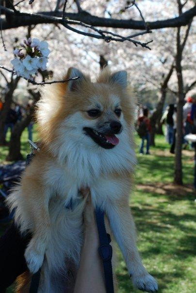 Paws love the cherry blossom