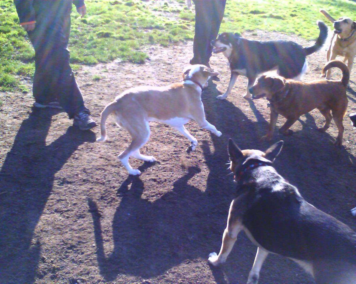 Lafayette Park Dog Play Area