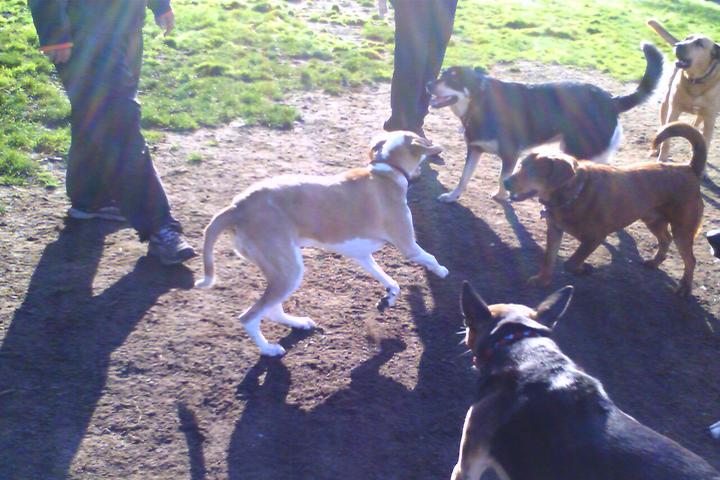 Pet Friendly Lafayette Park Dog Play Area