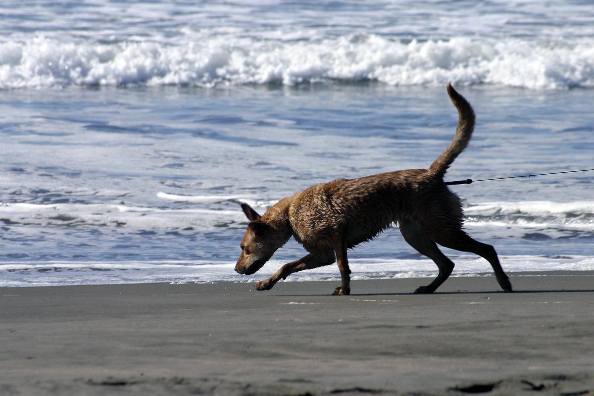 Dog Friendly Beaches in the SF Bay Area: A Complete Guide