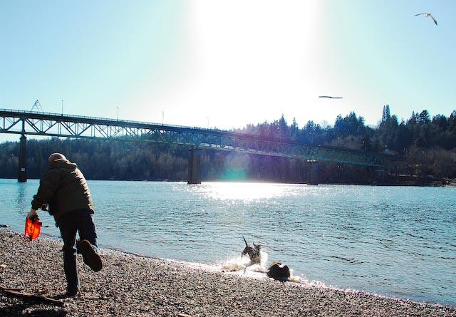 Off Leash Dog Parks In Portland Or Bringfido