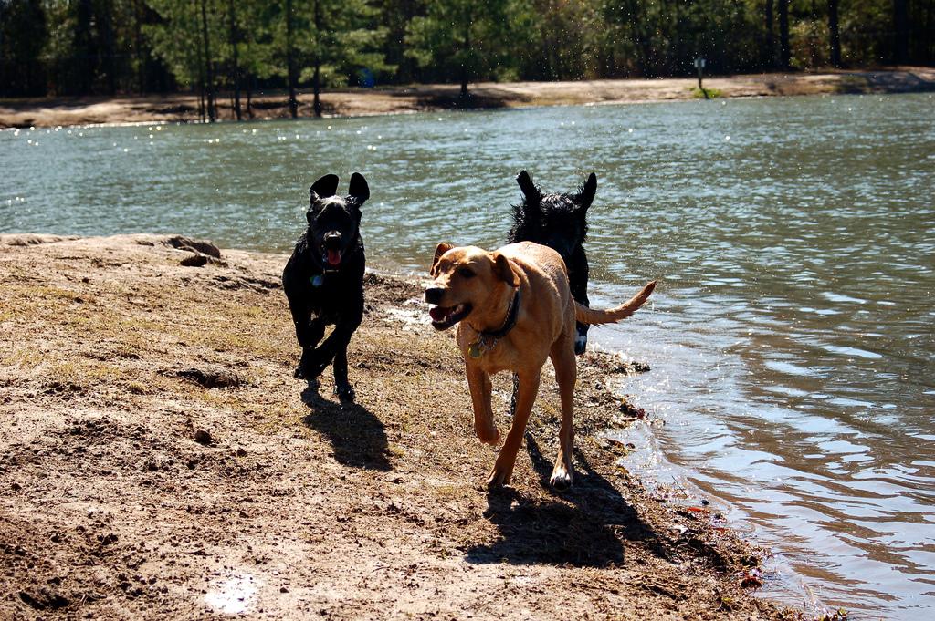 Discover the Best Dog Parks in Myrtle Beach, South Carolina