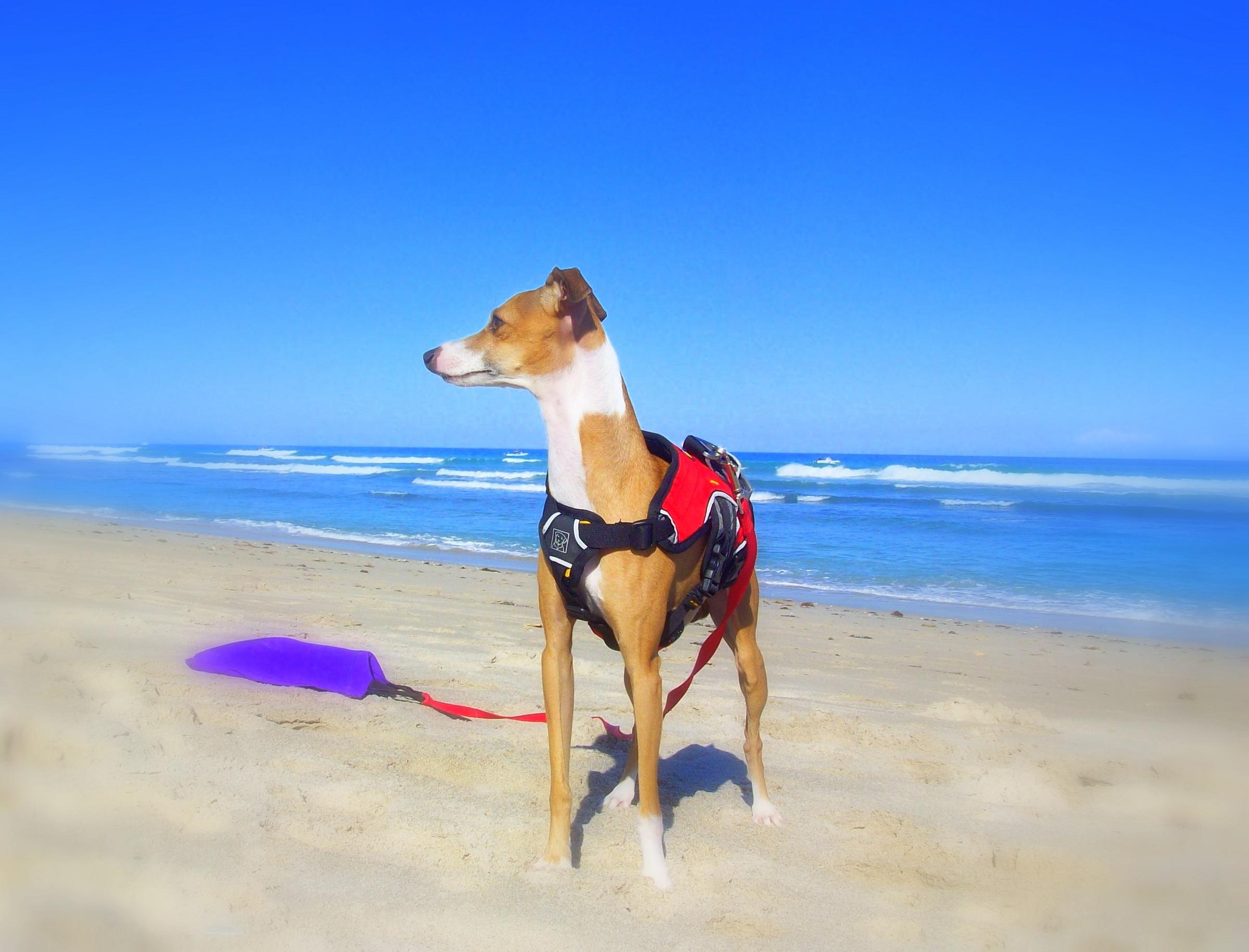 dog beach walton rocks beach fort pirce florida