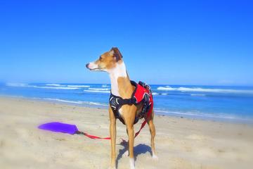Dog Friendly Beaches In Vero Beach Fl Bringfido