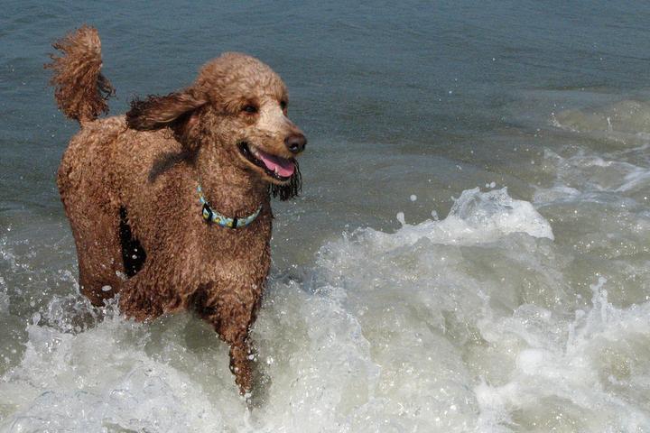 Pet Friendly Alder Lane Beach Access