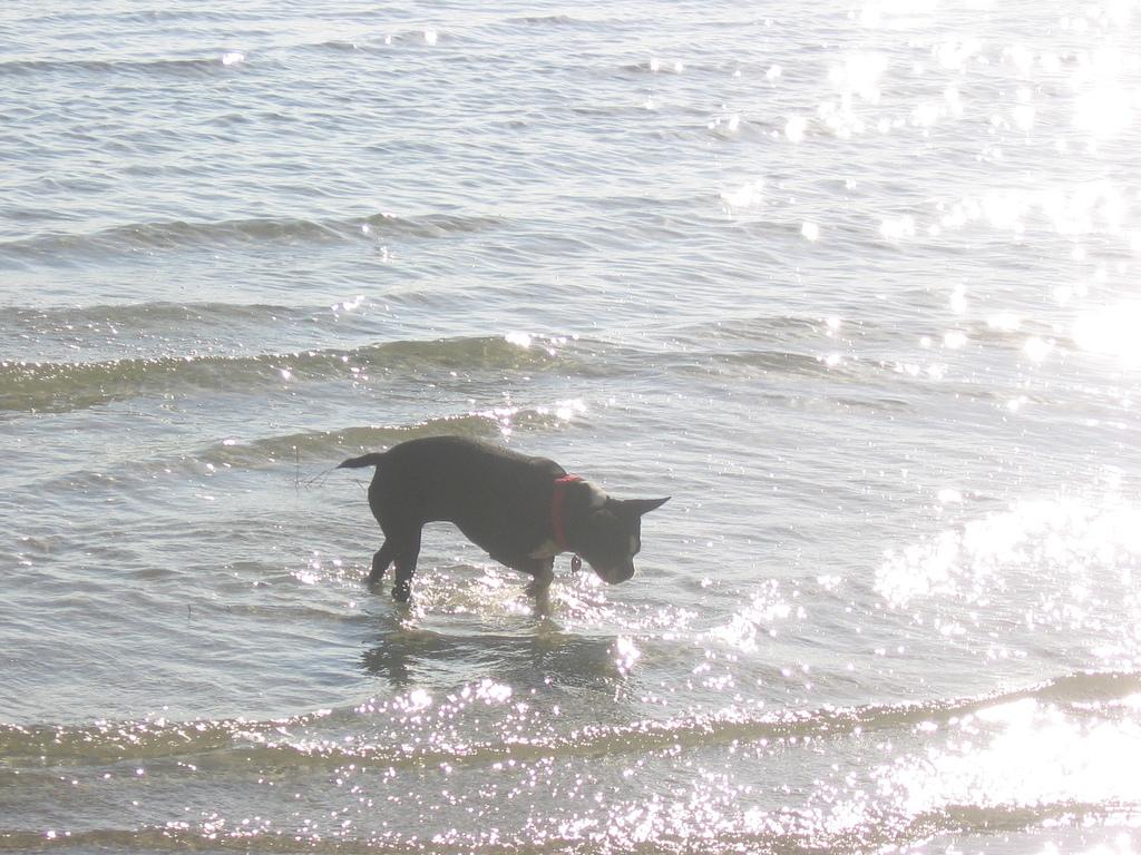 dog walking beaches near me