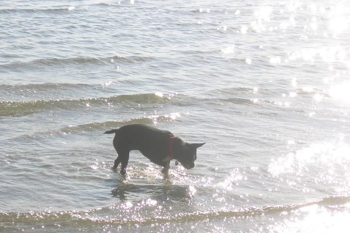 Pet Friendly Dog Beach at Pier Park Panama City Beach