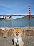 SF Tourist