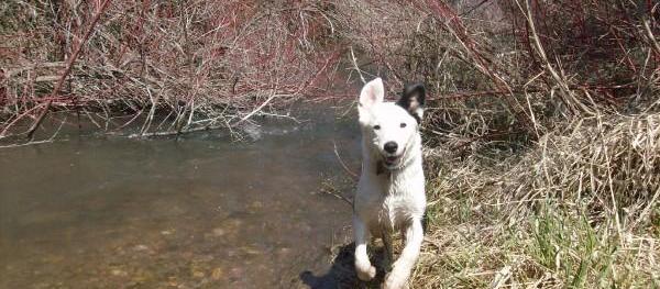Dog Friendly Yellowstone National Park Wy Bringfido
