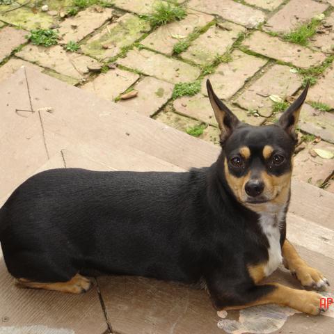 Dog Friendly Helen Ga