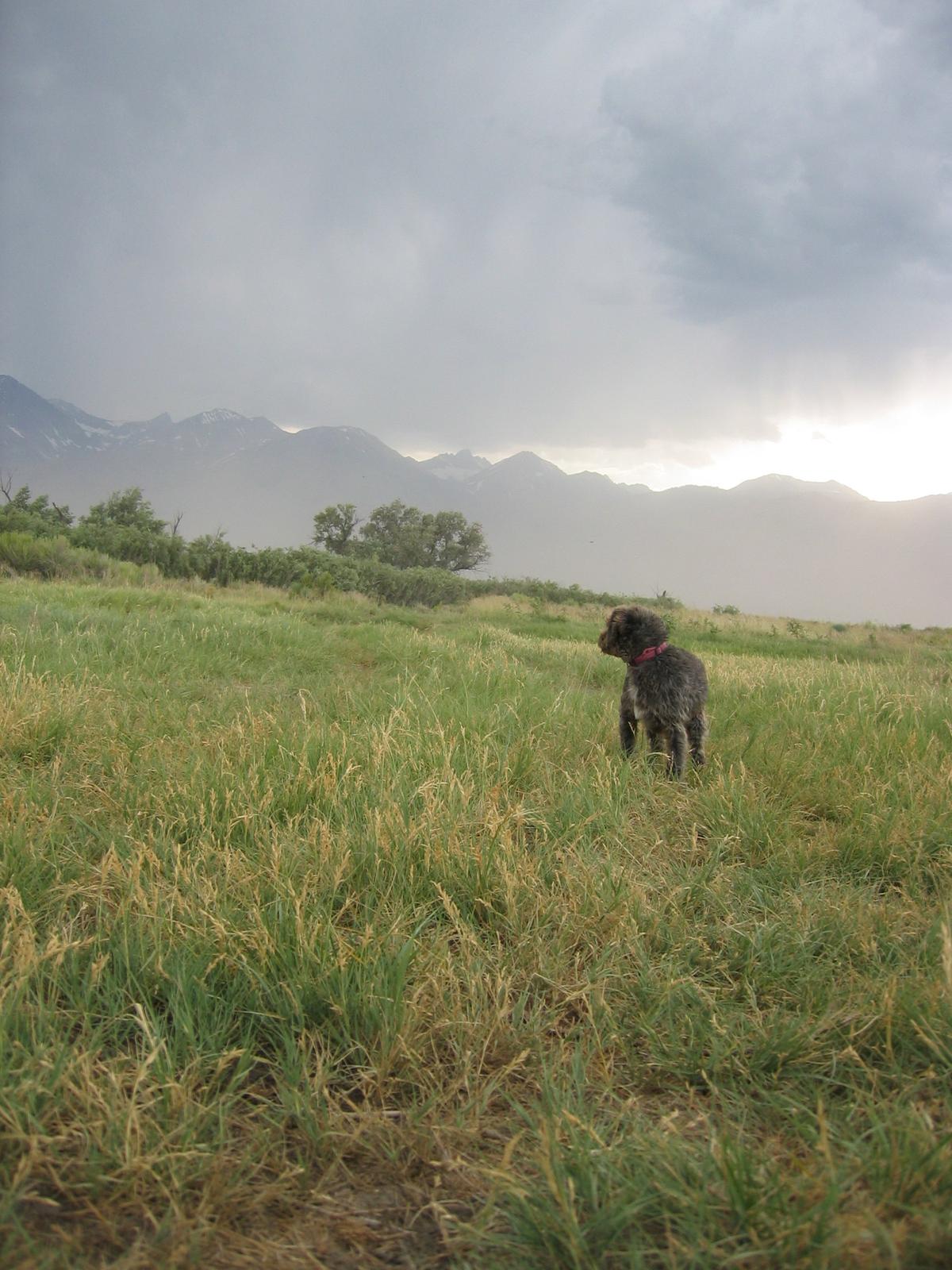 Dog Friendly CA Bring Fido