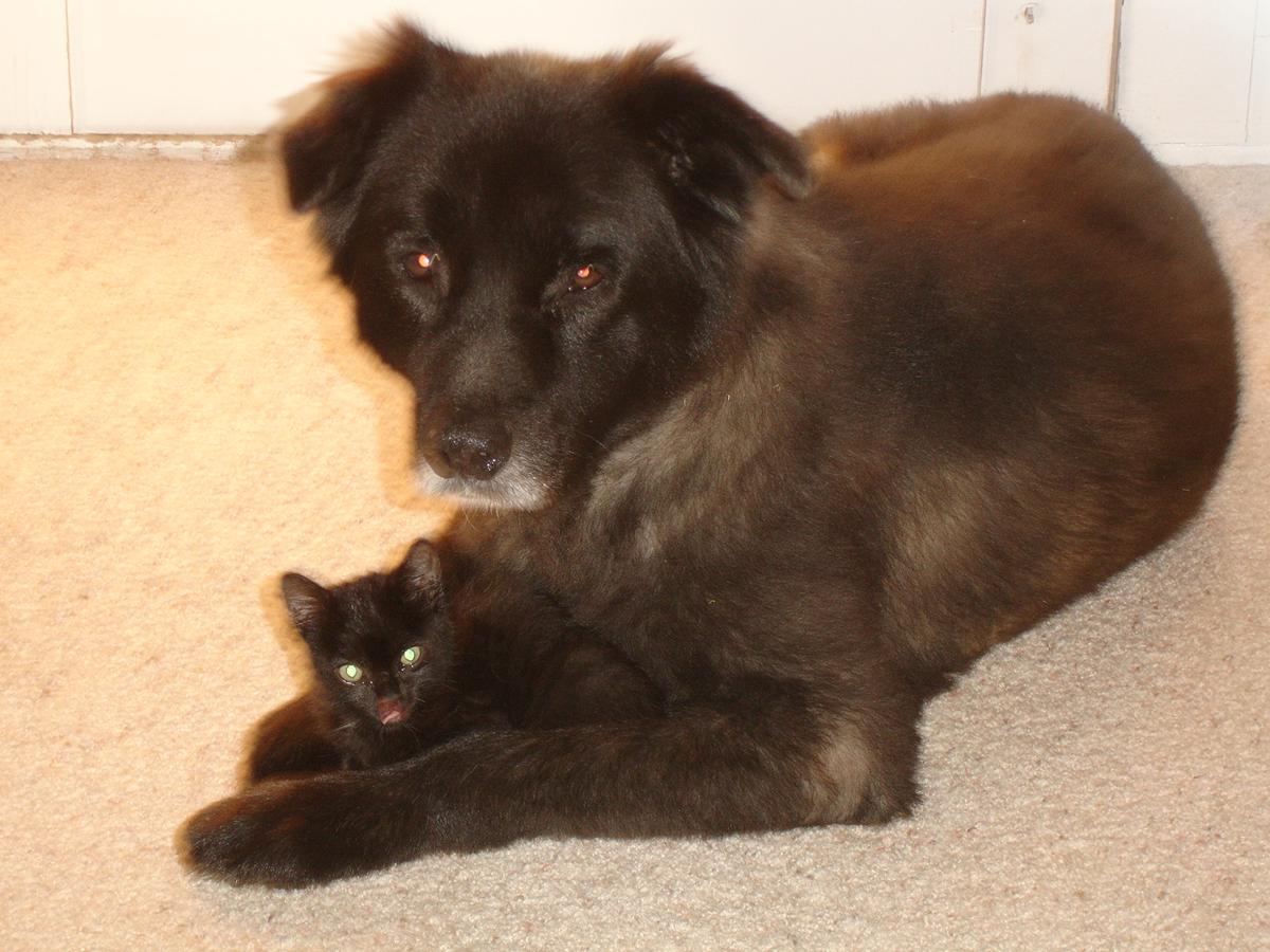 Bear seems to adopted a kitten