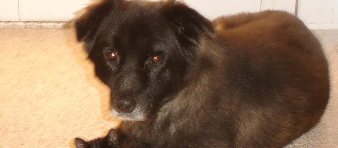 Dog Friendly Whittier Ca Bringfido