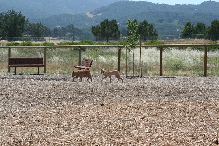 Pet Friendly Vineyard Dog Park